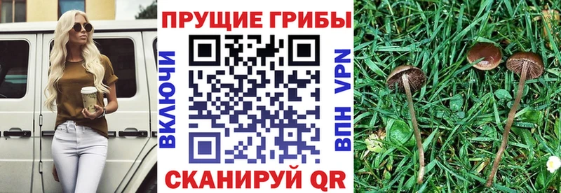 Псилоцибиновые грибы ЛСД  Мценск 